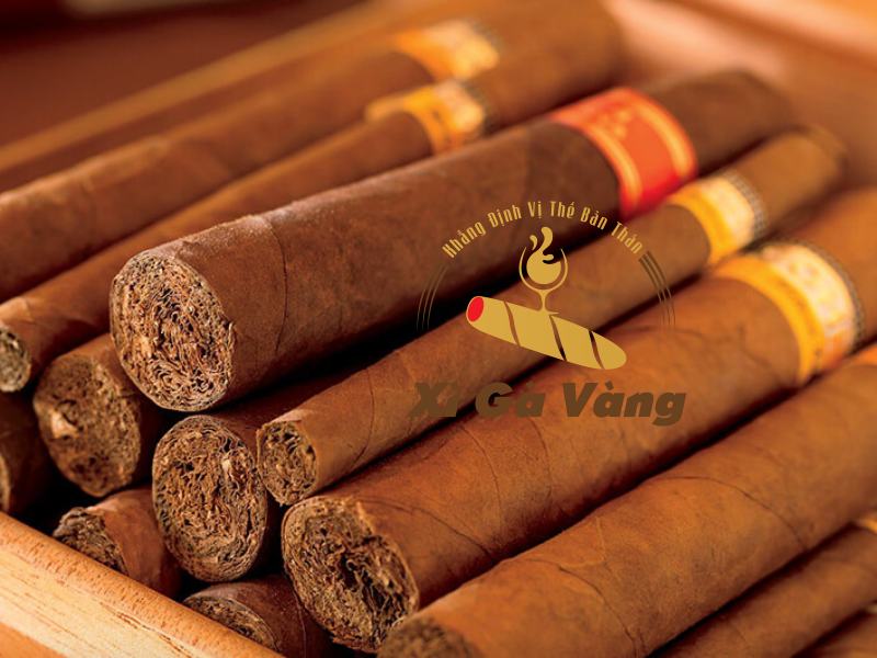 Xì gà Cuba - sự lựa chọn của người sành điệu